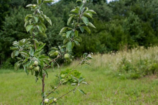 Apple Tree Planting in Bountiful