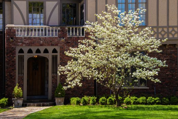 Dogwood Tree Planting in Bountiful